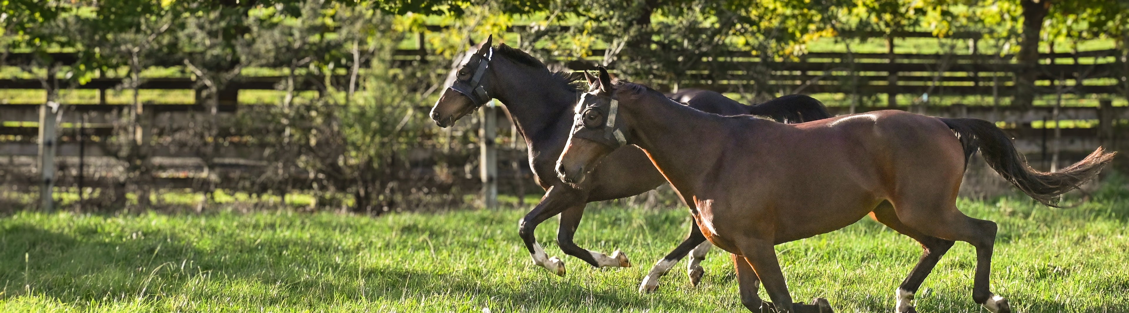 Two Horses with HorseSafe Harness and Horse Monitor running on a field
