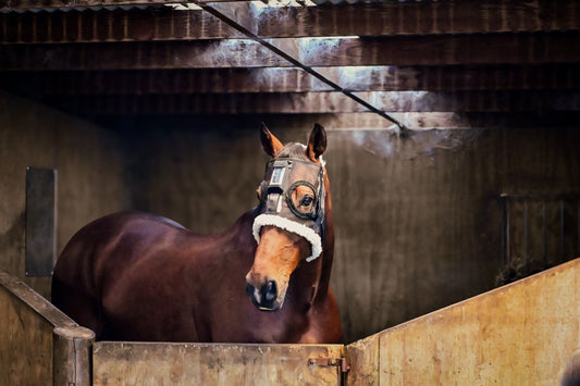 Understanding Your Horse’s Behaviour: Insights from HorseSafe