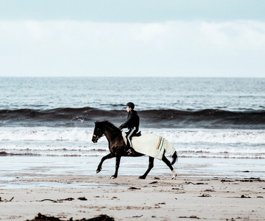 Energy Vets Taranaki is HorseSafe’s newest Vet Partner