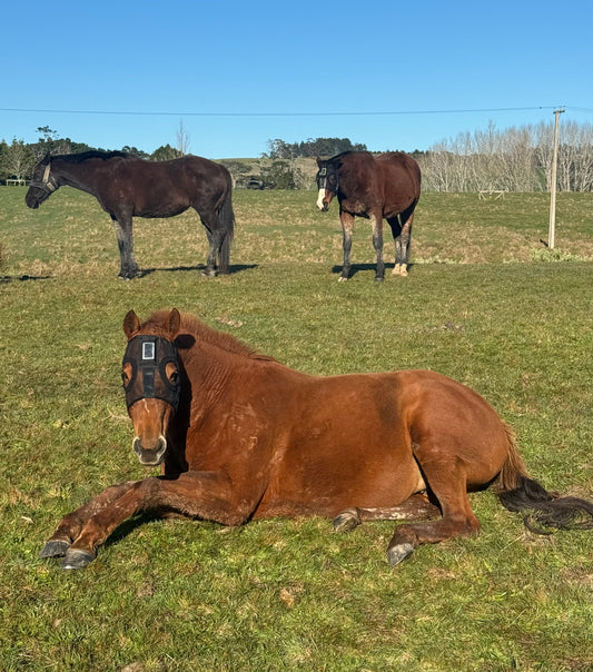 Understanding Equine Sleep Patterns with HorseSafe