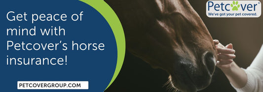 HorseSafe partners with Petcover: Why Horse Insurance is Essential for Every Horse Owner in New Zealand