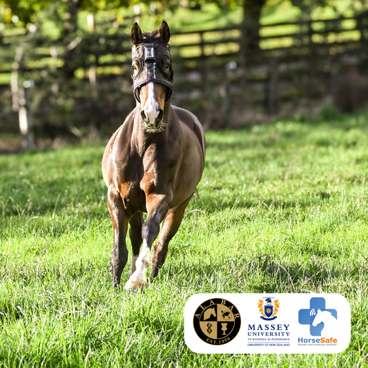 HorseSafe and Massey University Vet School collaborate on equine research