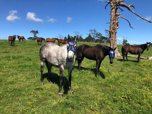 Monitoring Horses in Remote Locations: Harnessing Technology for Peace of Mind