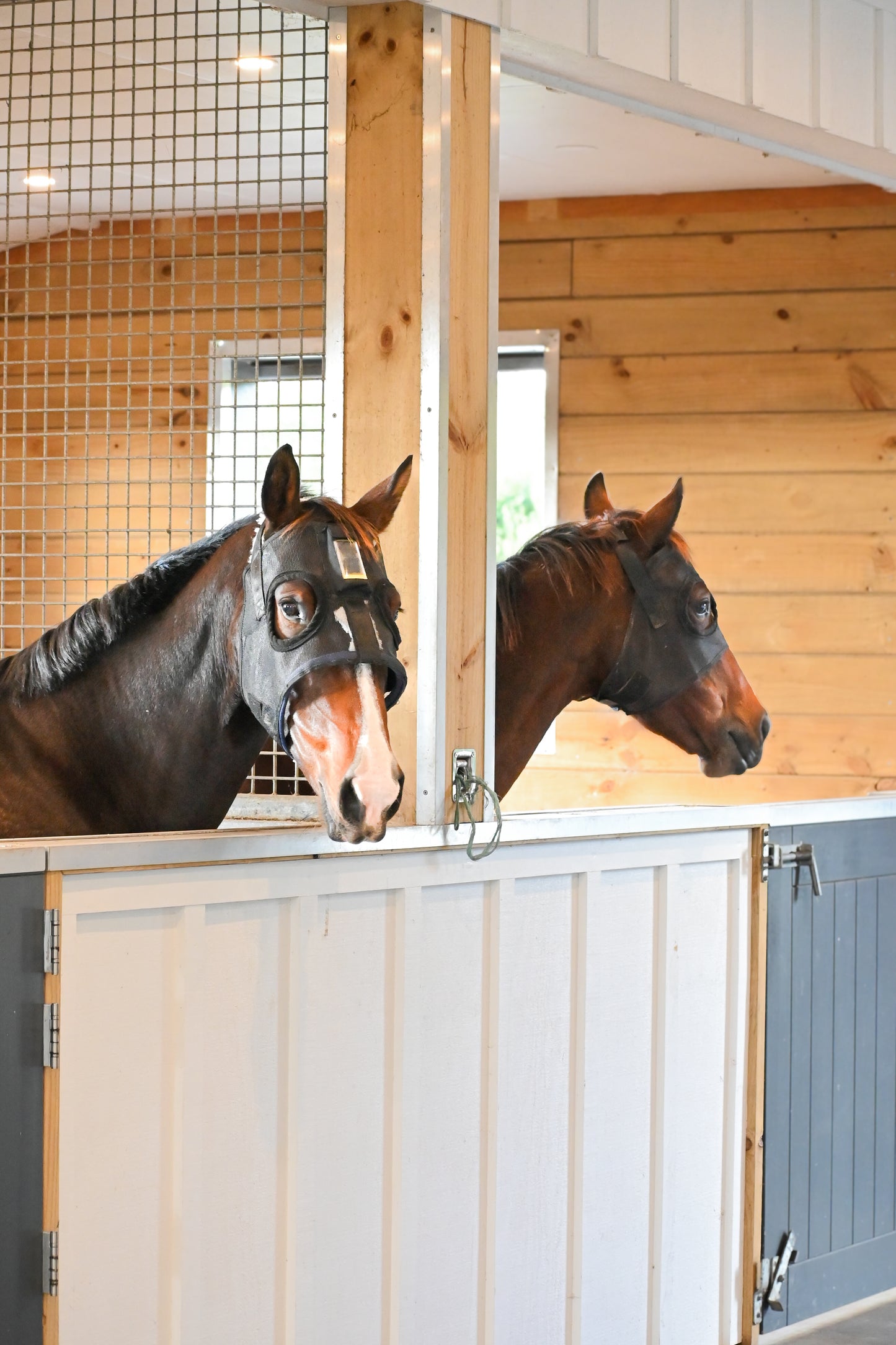 HorseSafe Standard Harness