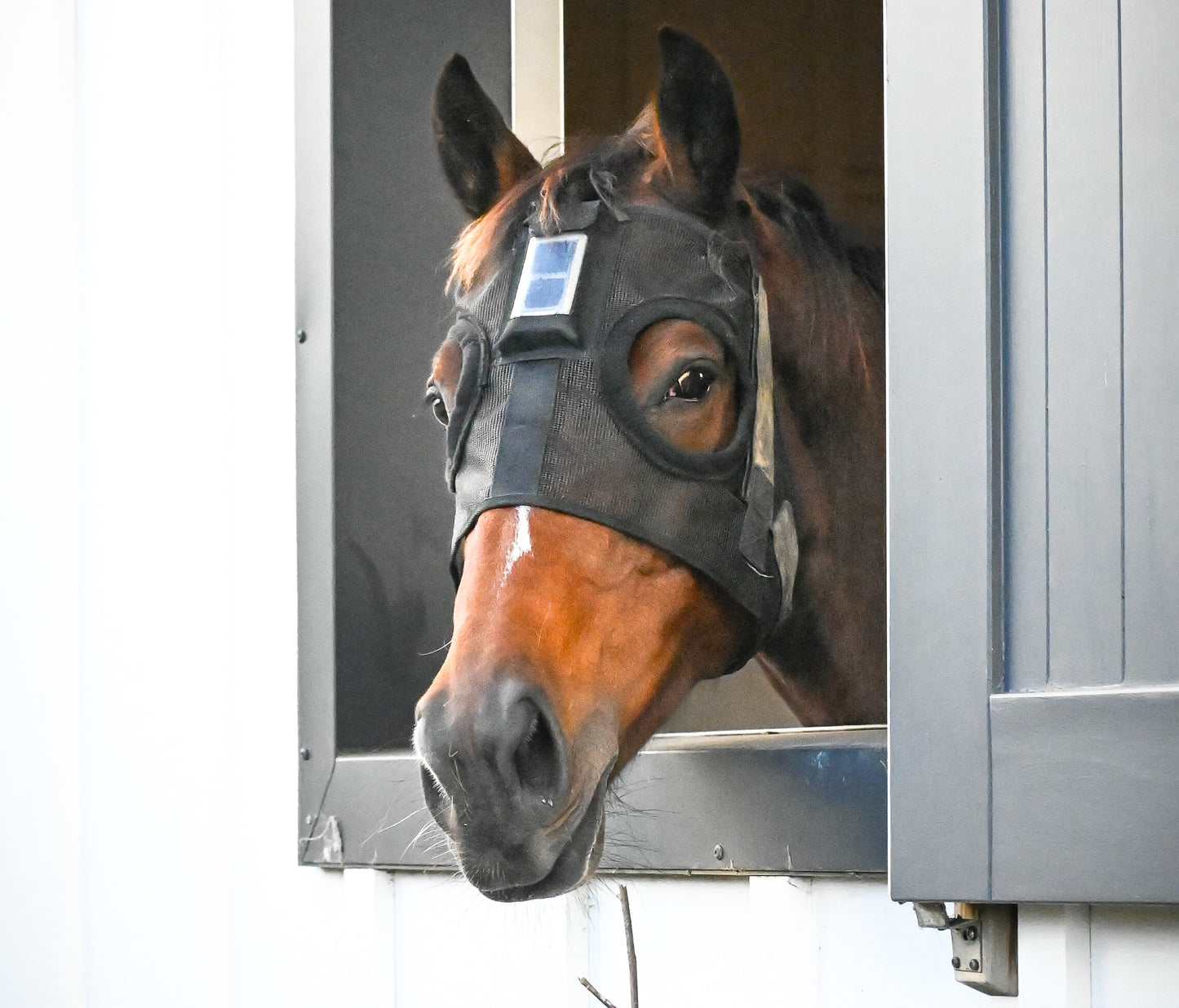 HorseSafe Standard Harness