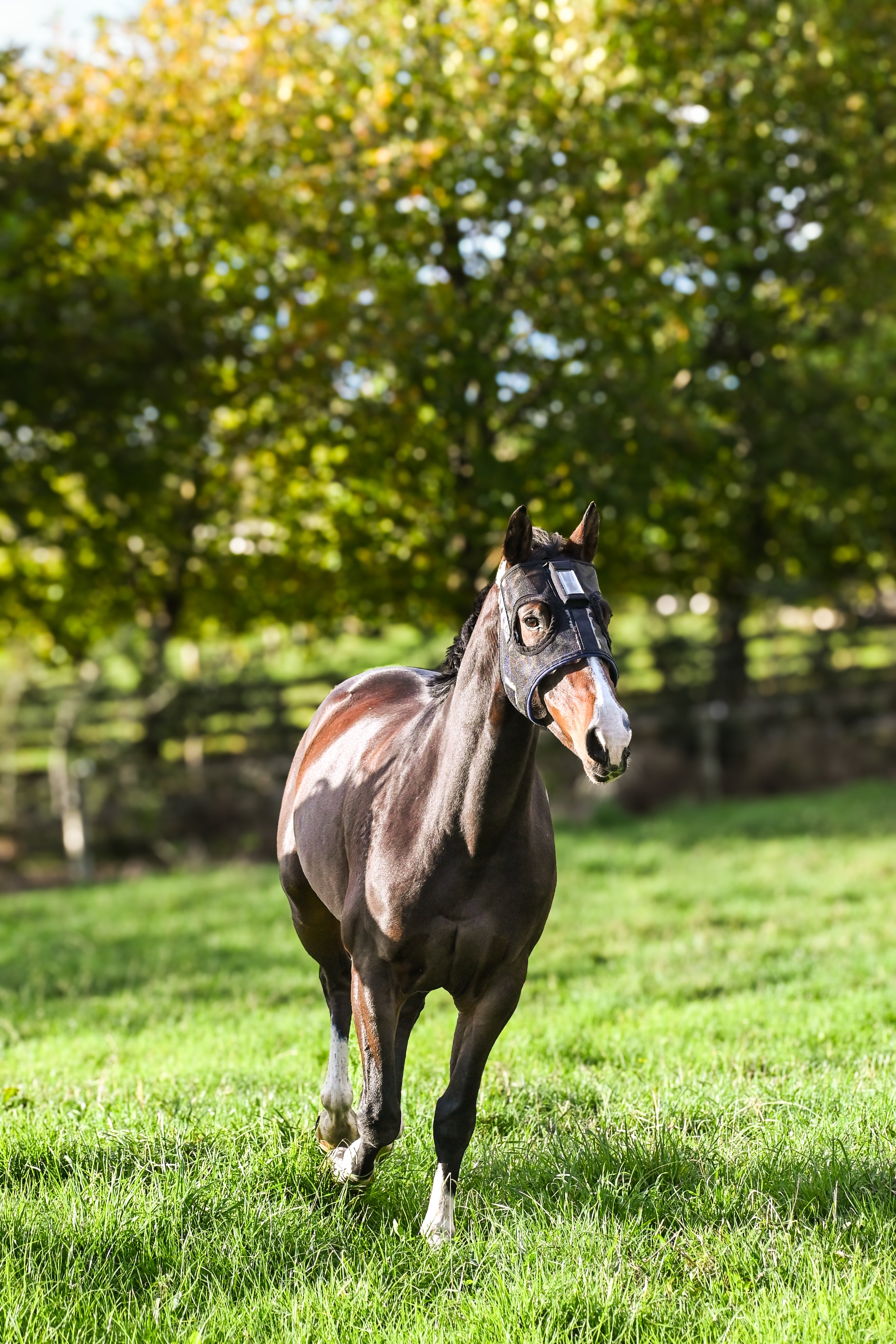 Horse wearing black HorseSafe Harness and Horse Monitor