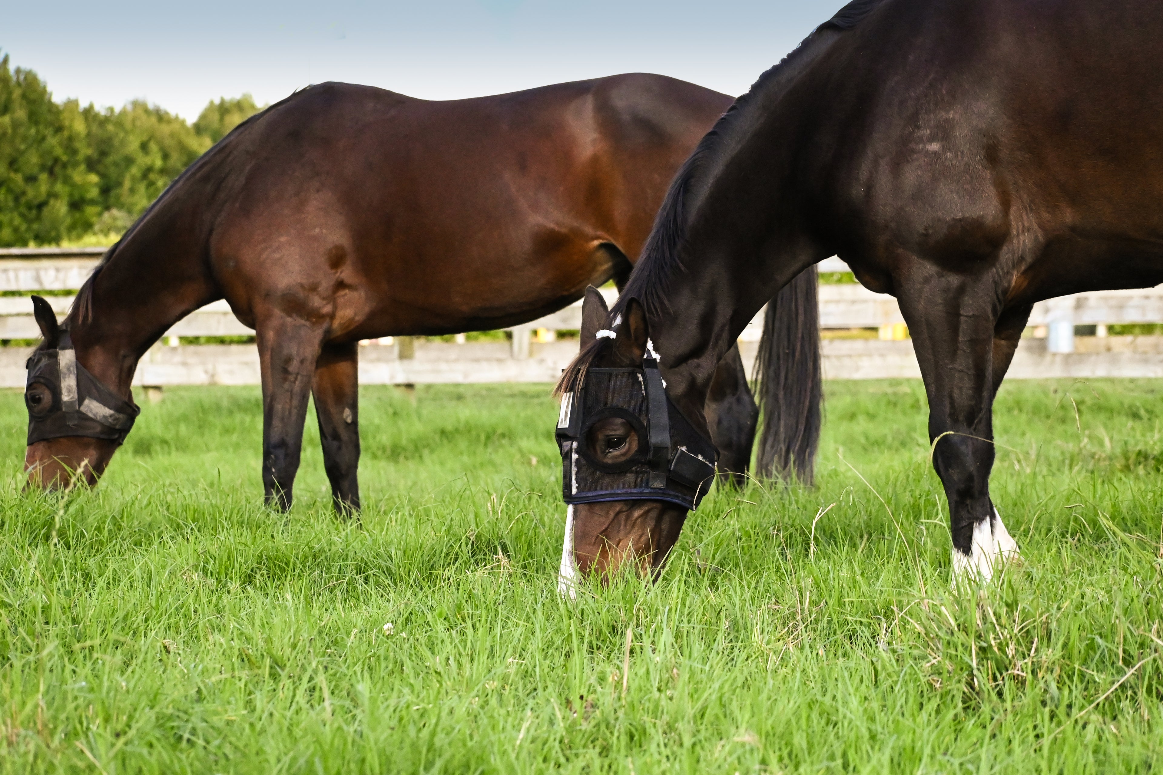 Two Horses wearing HorseSafe Harness and Horse Monitor eating grass together