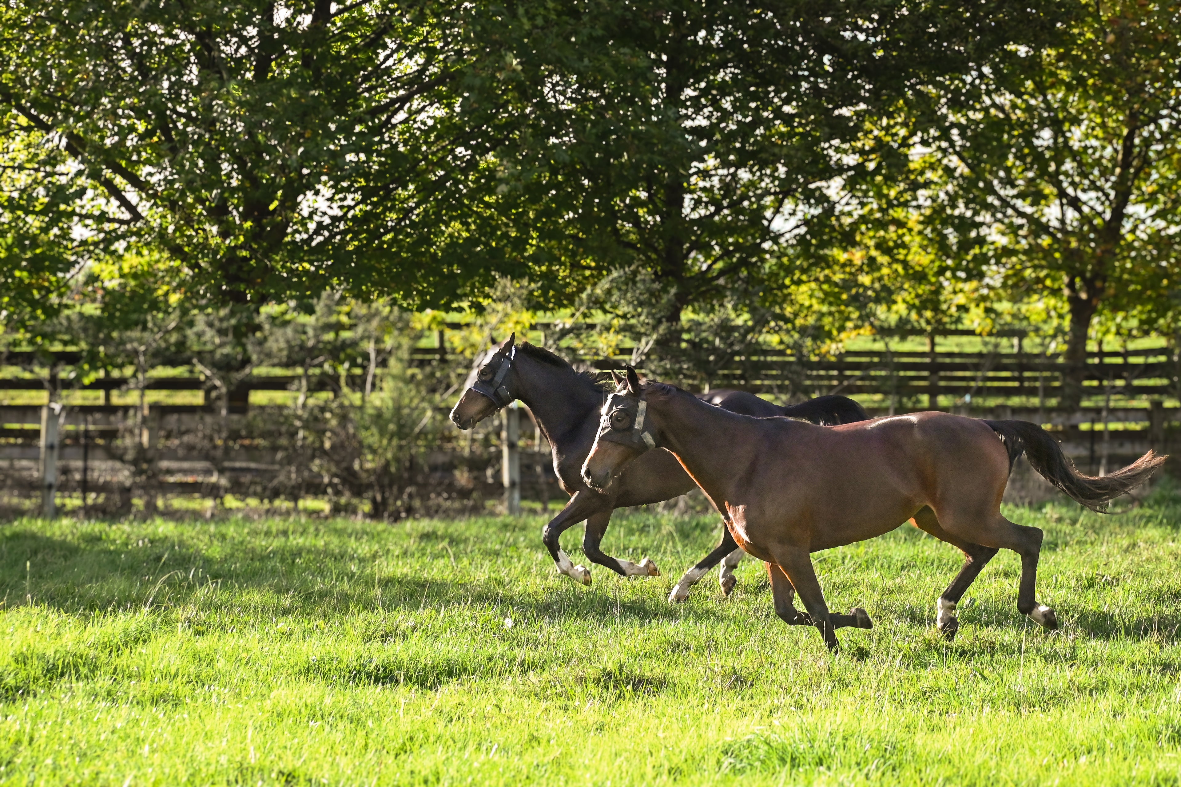 Two Horses with HorseSafe Harness and Horse Monitor running on a field