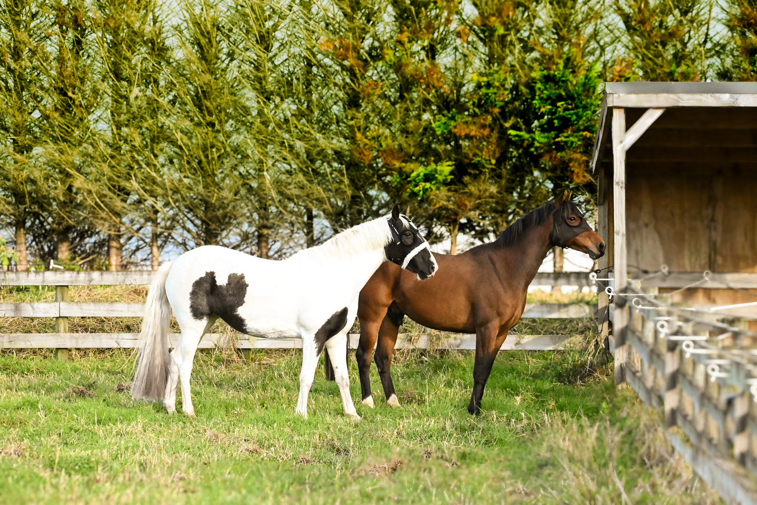 Two horses wearing HorseSafe Harness and Horse Monitor standing on the field