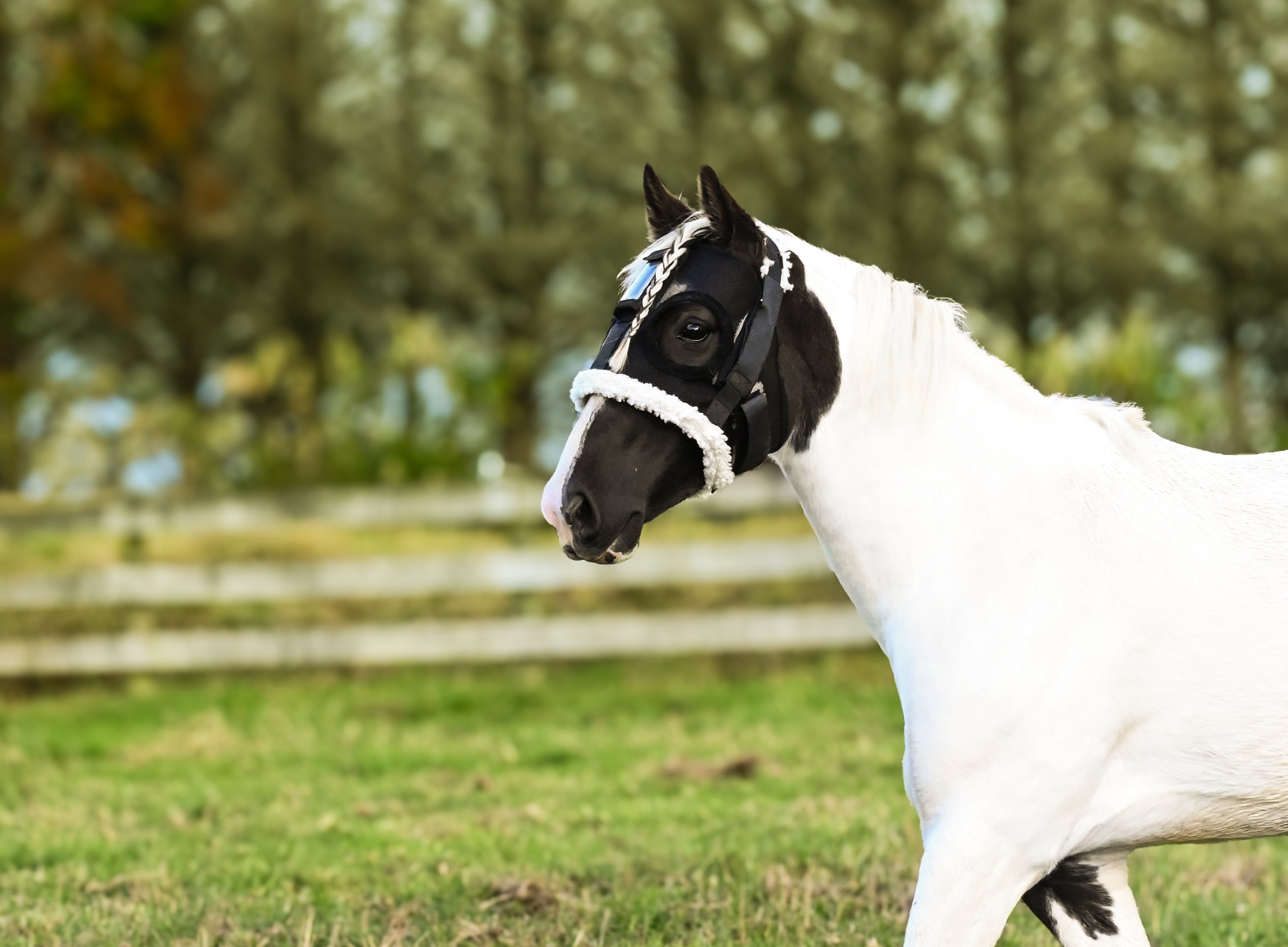 Horse wearing white HorseSafe Harness and Horse Monitor