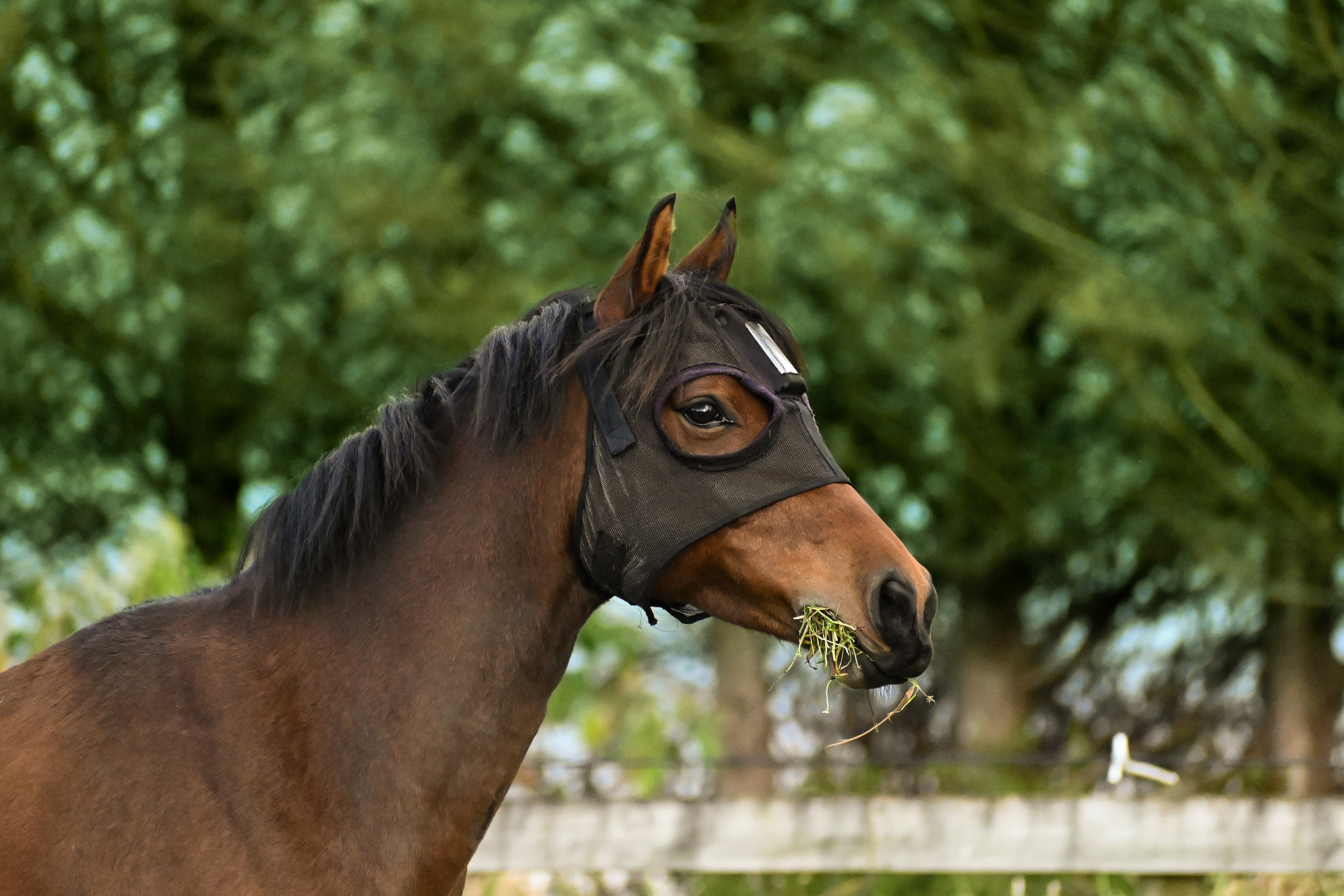 Horse with black HorseSafe Harness and Horse Monitor eating grass