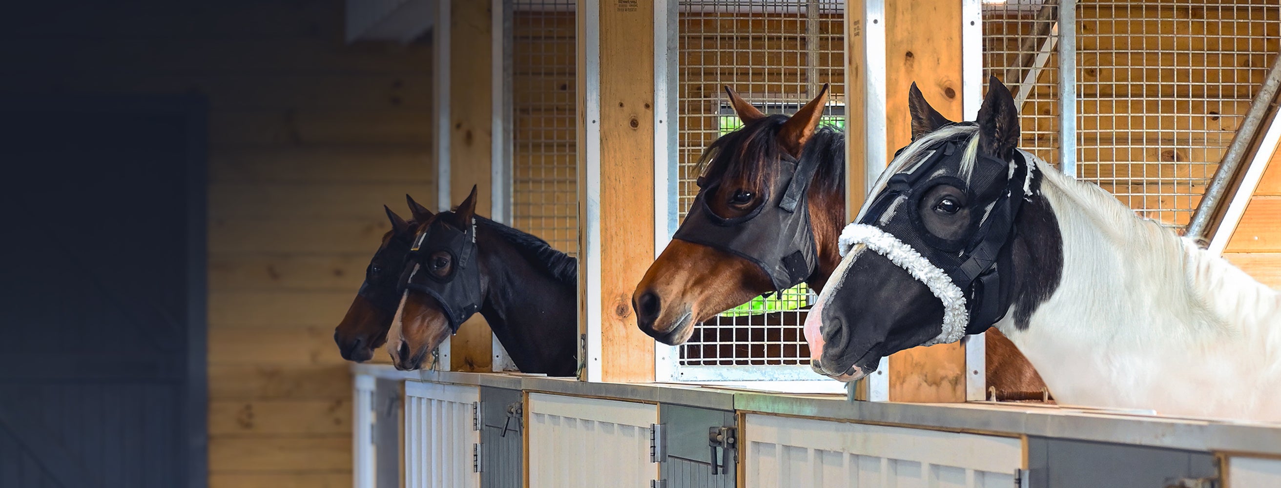 Horses wearing HorseSafe Harness and Horse Monitor in a stable